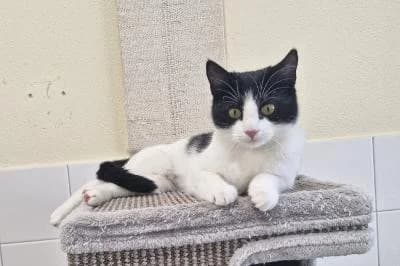 Bärlauch, female young European Shorthair for adoption at Kreistierheim Böblingen