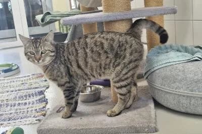 Asant, male puppy European Shorthair for adoption at Kreistierheim Böblingen