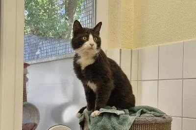 Pfeffer, male European Shorthair for adoption at Kreistierheim Böblingen