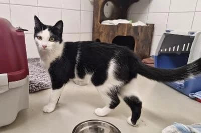 Ingwer - reserviert, male puppy European Shorthair for adoption at Kreistierheim Böblingen