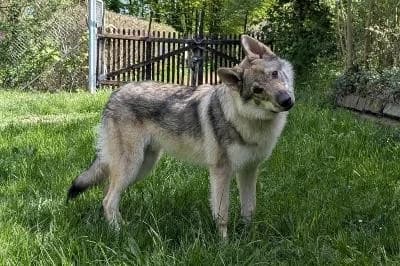 Juno, male puppy mixed breed for adoption at Kreistierheim Böblingen