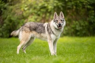 Juno, male young mixed breed for adoption at Kreistierheim Böblingen