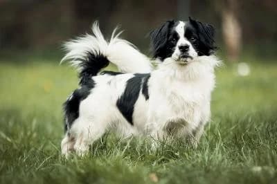 Oskar, male Mixed Breed for adoption at Kreistierheim Böblingen