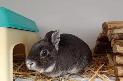 Rudy, male puppy mixed breed for adoption at Kreistierheim Böblingen