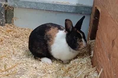Hilde, female young mixed breed for adoption at Kreistierheim Böblingen