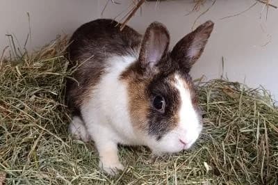 Hera, female 3yo mixed breed for adoption at Kreistierheim Böblingen