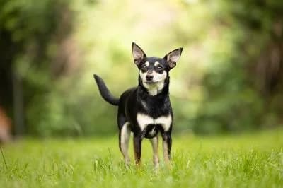 Louie, male 4yo mixed breed for adoption at Kreistierheim Böblingen