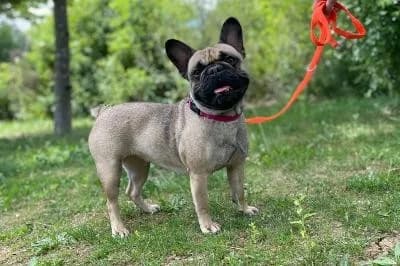 Stella, female young French Bulldog for adoption at Kreistierheim Böblingen