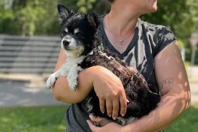 Fynni, male senior Papillon for adoption at Kreistierheim Böblingen