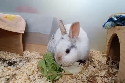 Daika, female senior Mixed Breed for adoption at Kreistierheim Böblingen