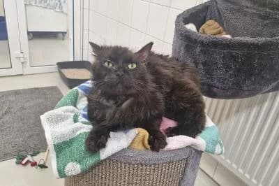 Zanto, male 5yo mixed breed for adoption at Kreistierheim Böblingen