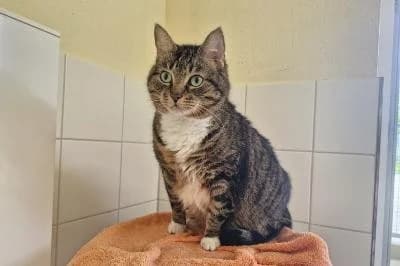 Anke, female senior British Shorthair for adoption at Kreistierheim Böblingen