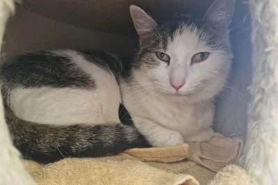 Albert, male senior European Shorthair for adoption at Kreistierheim Böblingen