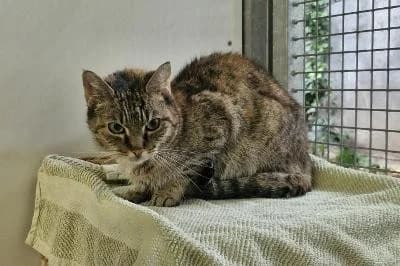 Safran, female senior European Shorthair for adoption at Kreistierheim Böblingen