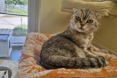 Mini, female senior Scottish Fold for adoption at Kreistierheim Böblingen