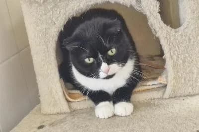 Dacia, female 6yo European Shorthair for adoption at Kreistierheim Böblingen