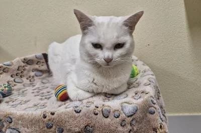 Lamborghini, male young European Shorthair for adoption at Kreistierheim Böblingen