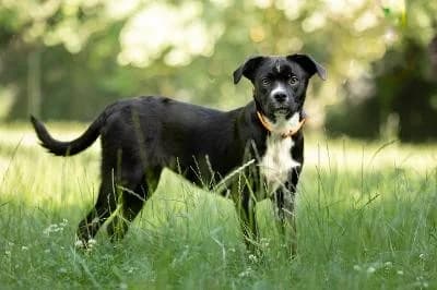 Suki, female puppy Mixed Breed for adoption at Kreistierheim Böblingen