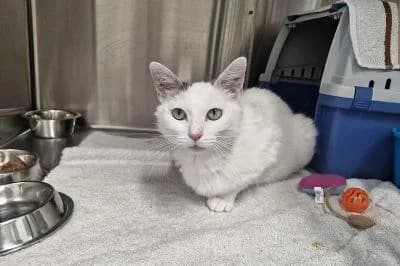 Salia, female 3yo European Shorthair for adoption at Kreistierheim Böblingen