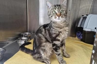 Ginger, female young European Shorthair for adoption at Kreistierheim Böblingen