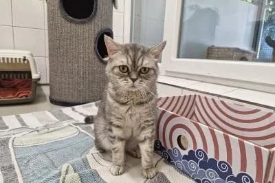 Asuna, female 4yo British Shorthair for adoption at Kreistierheim Böblingen