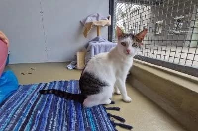 Flitzi, male young European Shorthair for adoption at Kreistierheim Böblingen