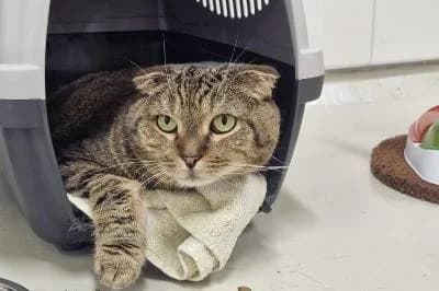 Mango, female senior Scottish Fold for adoption at Kreistierheim Böblingen