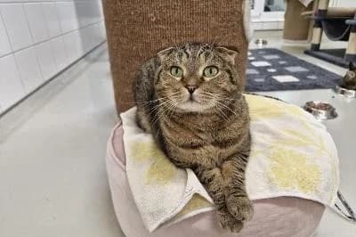 Mango, female senior Scottish Fold for adoption at Kreistierheim Böblingen