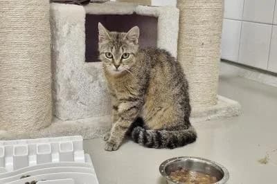 Valtra, European Shorthair for adoption at Kreistierheim Böblingen