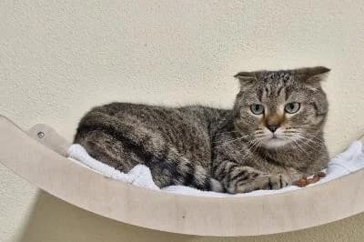 Cherry, female senior Scottish Fold for adoption at Kreistierheim Böblingen