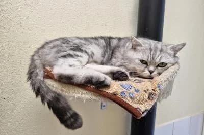 Tesla, male 4yo British Shorthair for adoption at Kreistierheim Böblingen