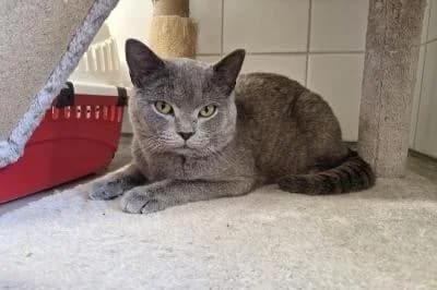 Audi, male British Shorthair for adoption at Kreistierheim Böblingen