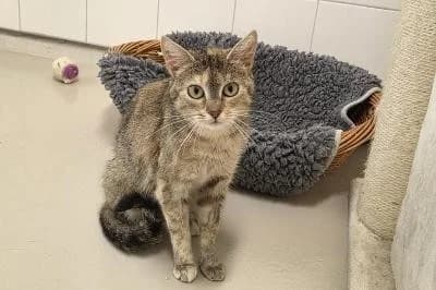 Hazel, female 3yo European Shorthair for adoption at Kreistierheim Böblingen