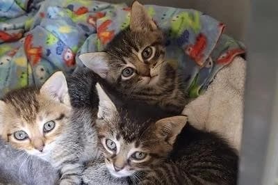 Kitten, male puppy mixed breed for adoption at Kreistierheim Böblingen