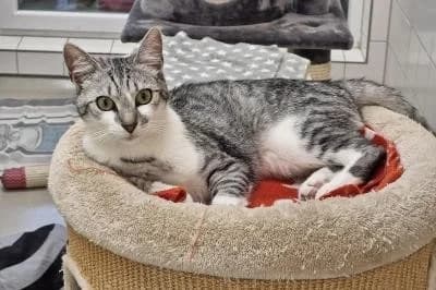 Cupra - Anfragenstopp, male young European Shorthair for adoption at Kreistierheim Böblingen