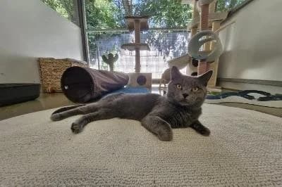 Banane, male young British Shorthair for adoption at Kreistierheim Böblingen