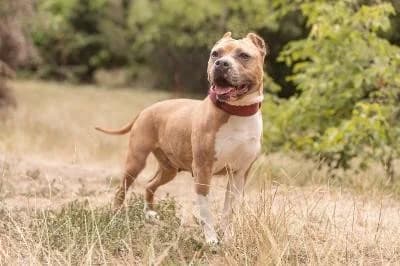 Donna, female 7yo American Staffordshire Terrier for adoption at Kreistierheim Böblingen