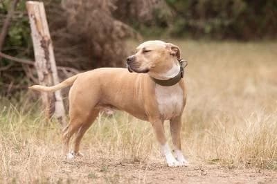 Emil, male 3yo American Staffordshire Terrier for adoption at Kreistierheim Böblingen