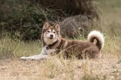 Fay, female 5yo Pomeranian for adoption at Kreistierheim Böblingen