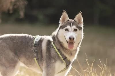 Skadi, female senior Husky for adoption at Kreistierheim Böblingen