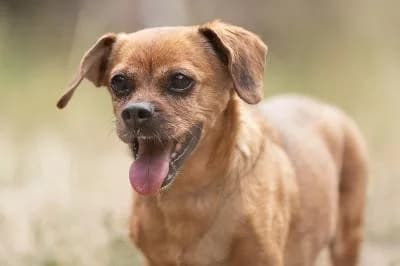 Liesl, female senior Mixed Breed for adoption at Kreistierheim Böblingen