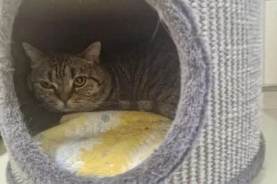 Maniok, male 7yo British Shorthair for adoption at Kreistierheim Böblingen