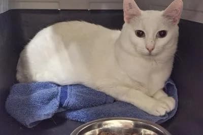 Litschi, female 3yo European Shorthair for adoption at Kreistierheim Böblingen
