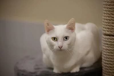 Litschi, female 3yo European Shorthair for adoption at Kreistierheim Böblingen