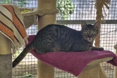 Durian, male young European Shorthair for adoption at Kreistierheim Böblingen