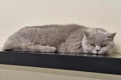 Flora, female senior British Shorthair for adoption at Kreistierheim Böblingen