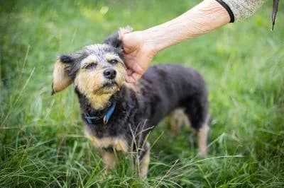 Peach, female senior Dachshund for adoption at Kreistierheim Böblingen