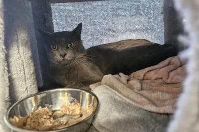 Bohne, male young Russian Blue for adoption at Kreistierheim Böblingen