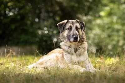 Marshall, male 3yo Mixed Breed for adoption at Kreistierheim Böblingen