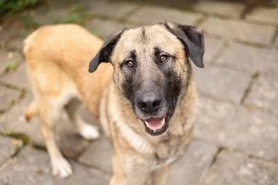 Captain, male 3yo Mixed Breed for adoption at Kreistierheim Böblingen